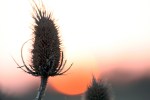 Le chardon Chardon sur couchant