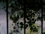 grille et verdure
